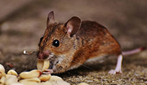 24 Hour & Emergency Exterminators in Caliente, NV